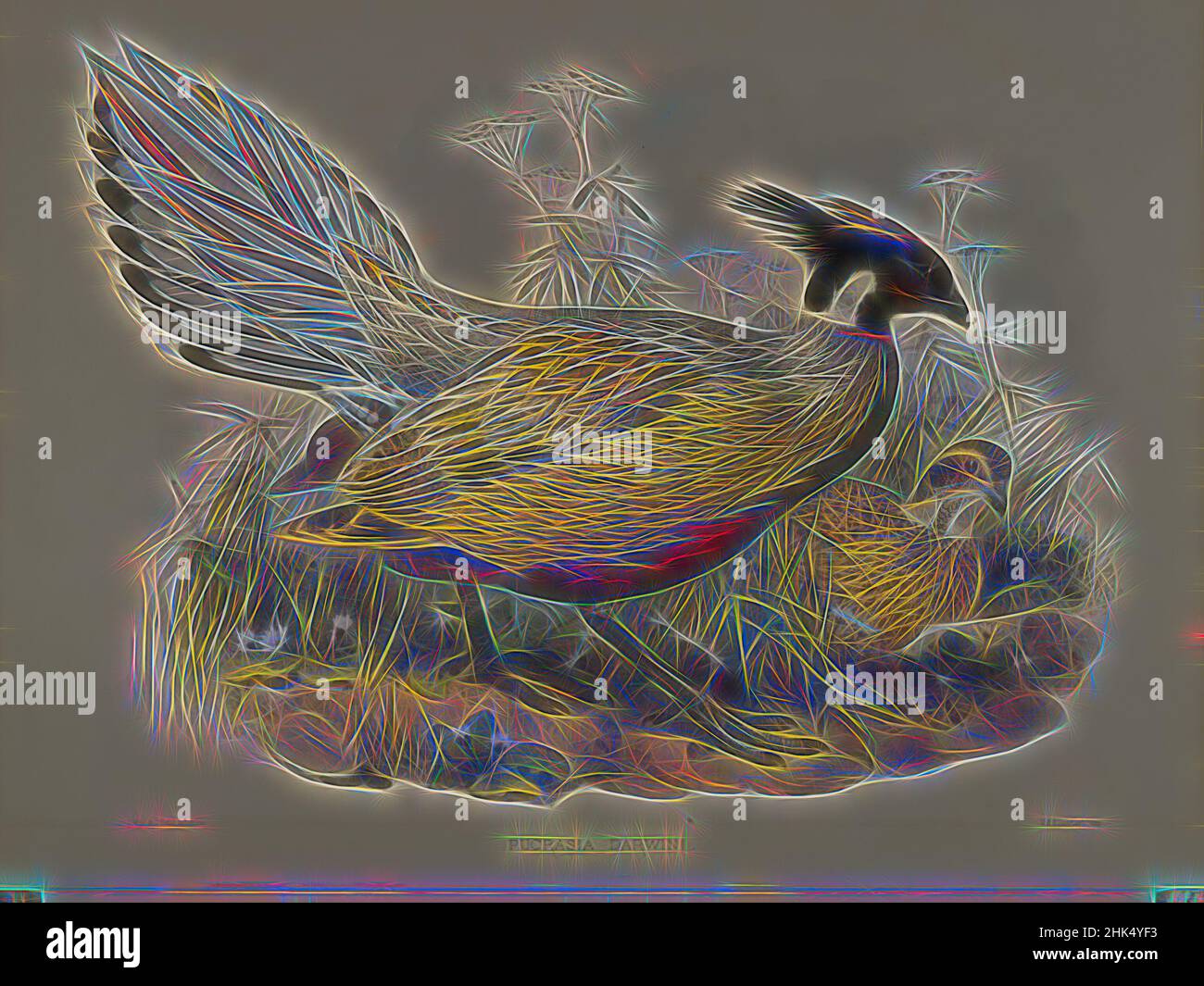 Inspired by Pucrasia Darwini, John Gould, British, 18041881