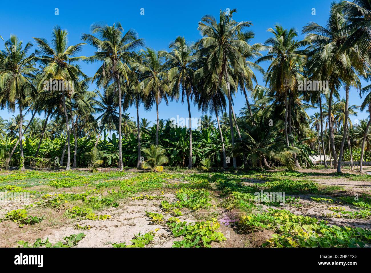 Green oasis of Salalah, Oman, Middle East Stock Photo