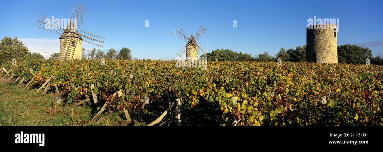 Windmills of Calon set in autumnal vineyard below a blue sky, Montagne, near Saint Emilion, Nouvelle Aquitaine, France, Europe Stock Photo