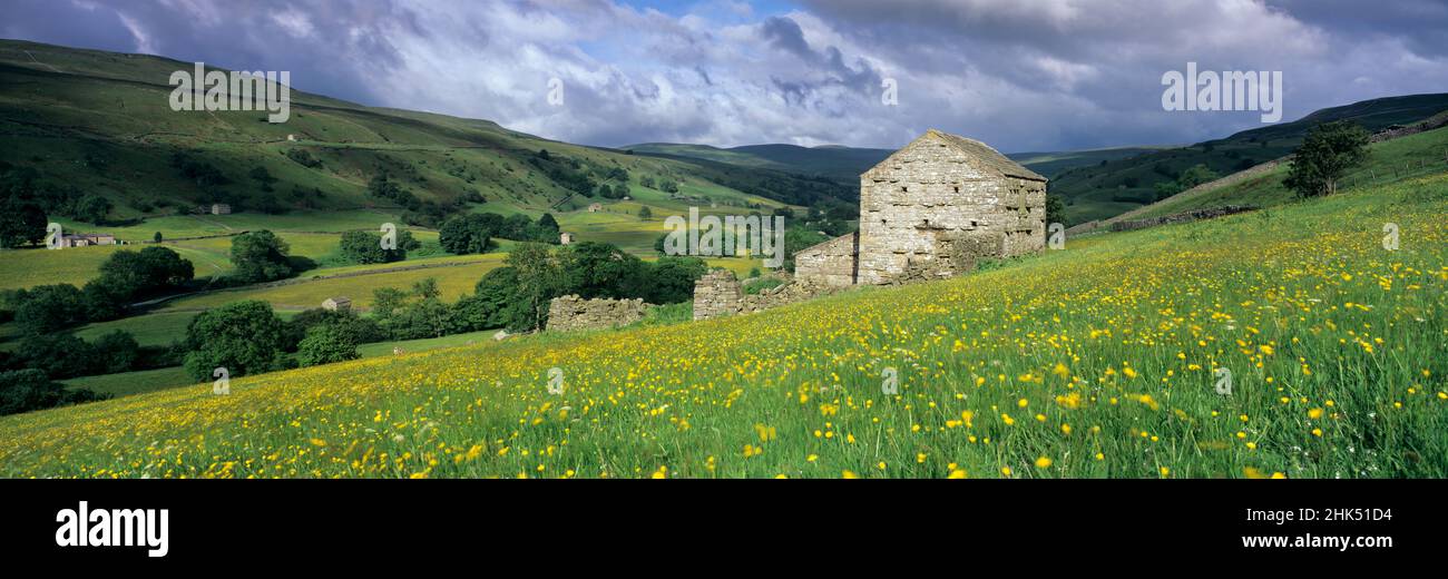 Traditional stone barn and buttercup meadow in Swaledale with stormy sky, Gunnerside, Yorkshire Dales National Park, North Yorkshire, England Stock Photo