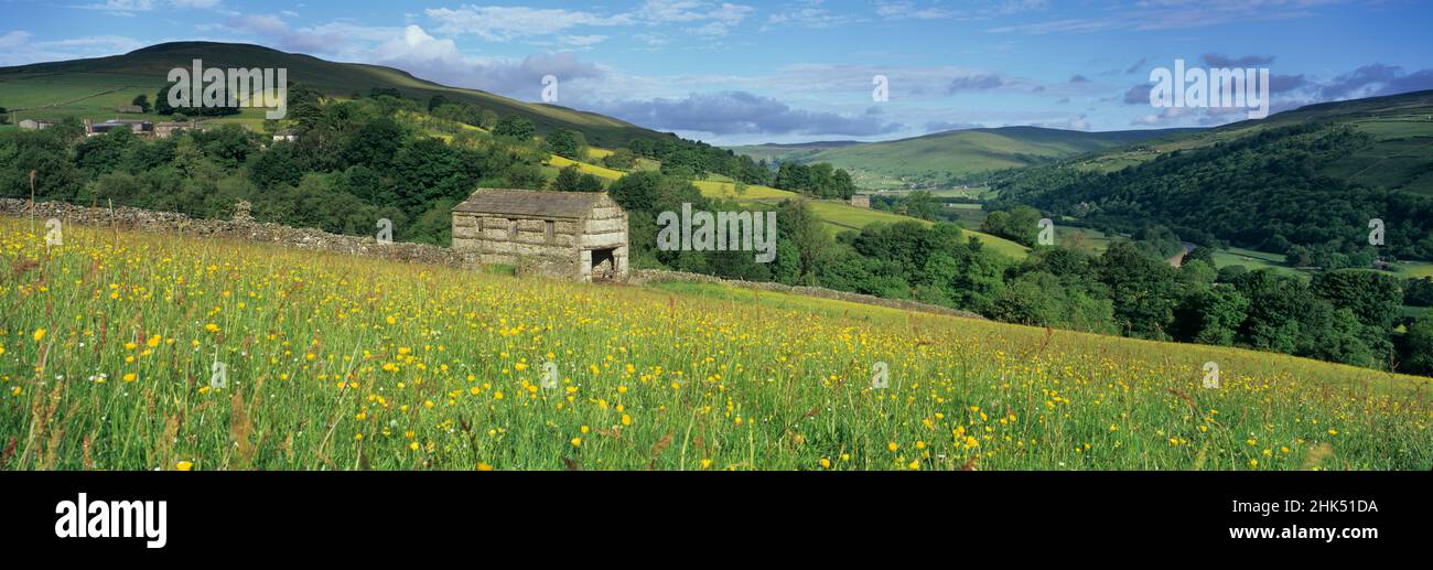 Traditional stone barn in yellow buttercup meadow in Swaledale, Gunnerside, Yorkshire Dales National Park, North Yorkshire, England, United Kingdom Stock Photo