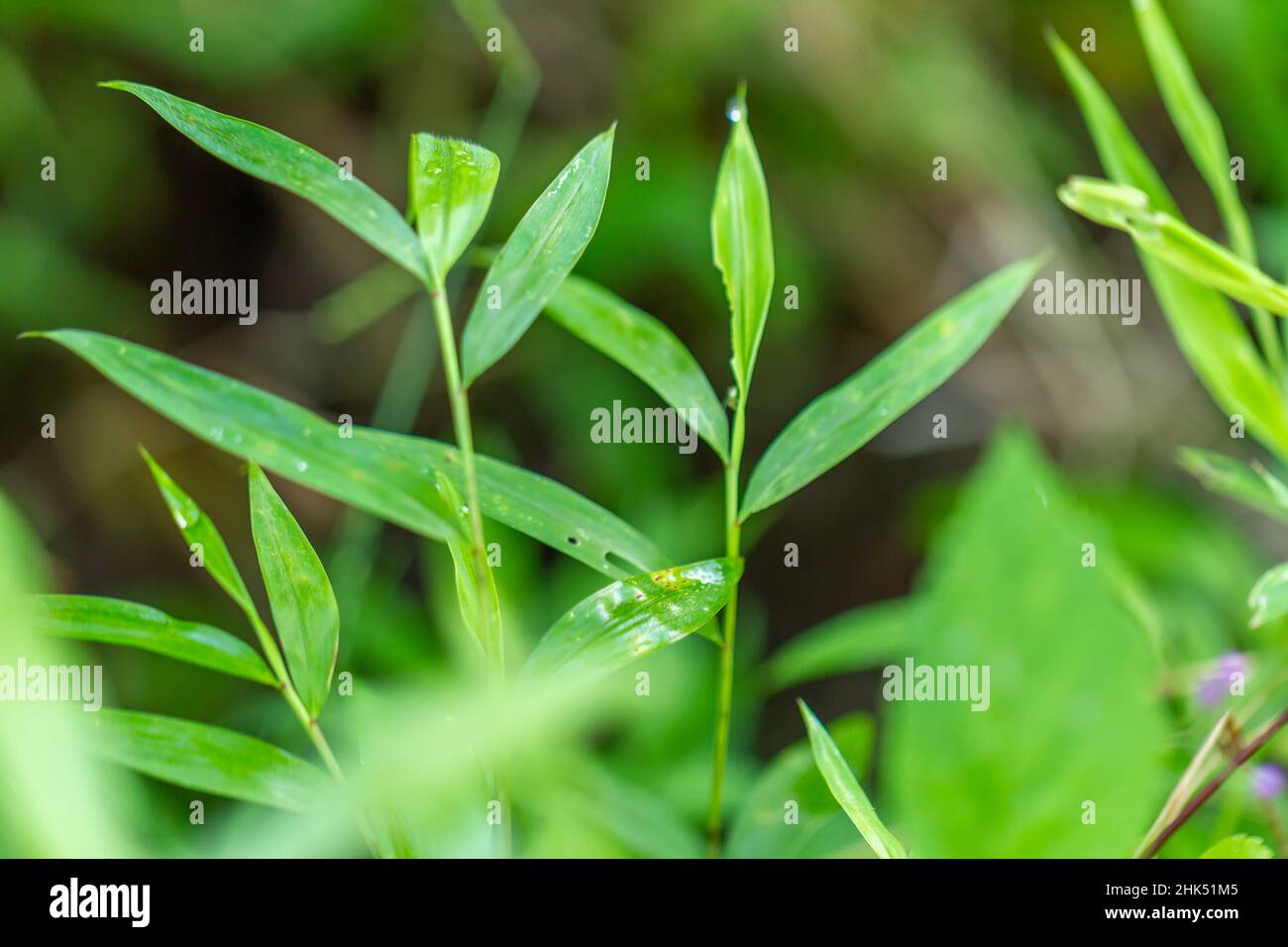 Microstegium vimineum, commonly known as Japanese stiltgrass, packing grass, or Nepalese browntop,is an annual grass that is common in a wide variety Stock Photo
