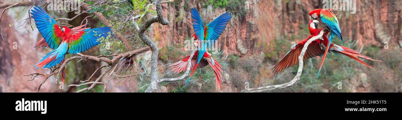 Red-and-green Macaws (Ara chloropterus), Buraco das Araras, Mato Grosso do Sul, Brazil, South America Stock Photo