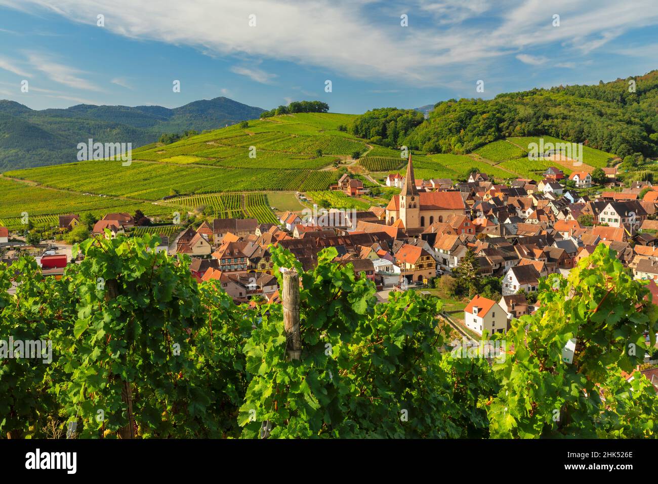 Niedermorschwihr, Alsace, Alsatian Wine Route, Haut-Rhin, France, Europe Stock Photo