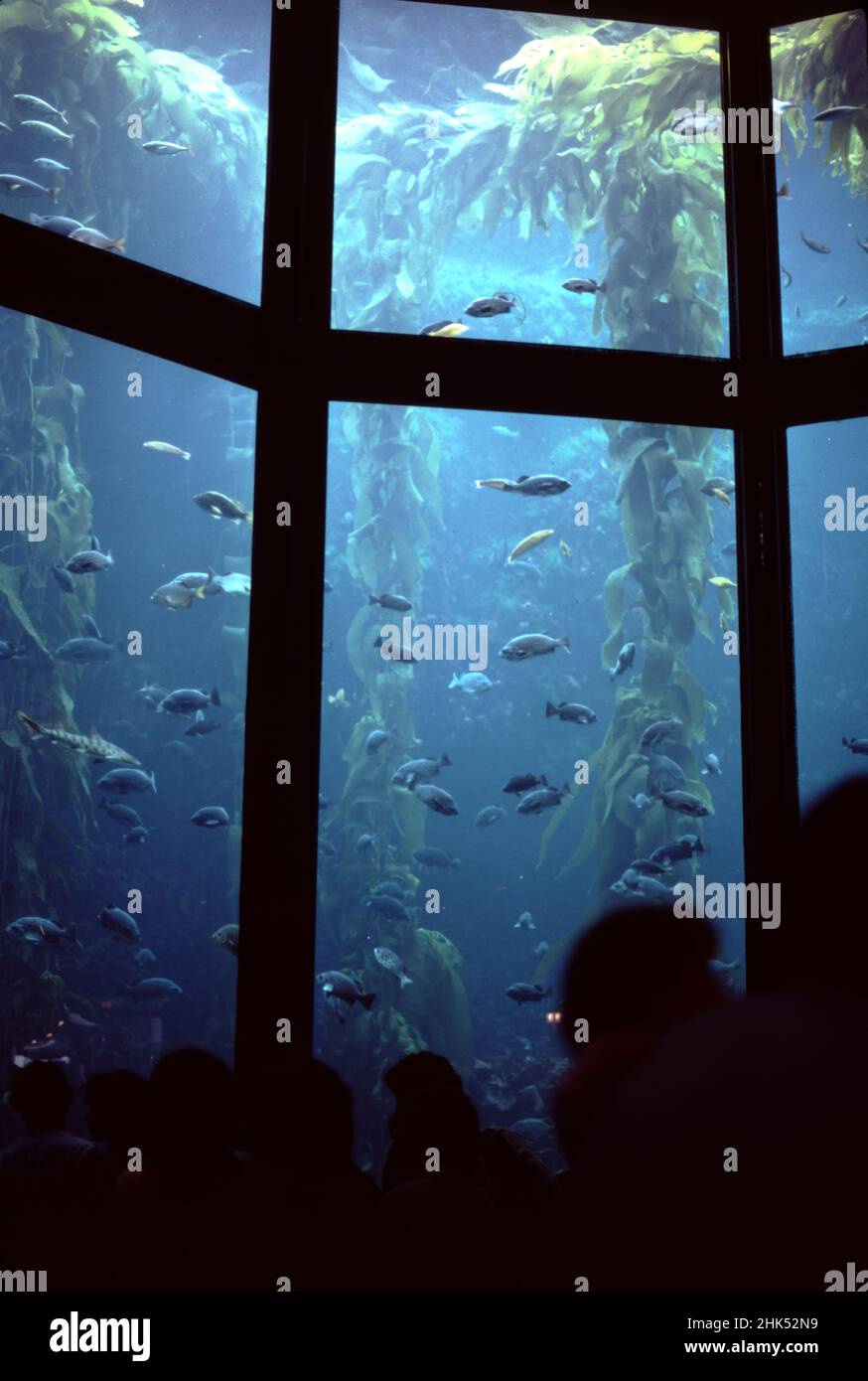 Monterey, CA. U.S.A. Aug. 1986. Monterey Bay Aquarium. Founded by David