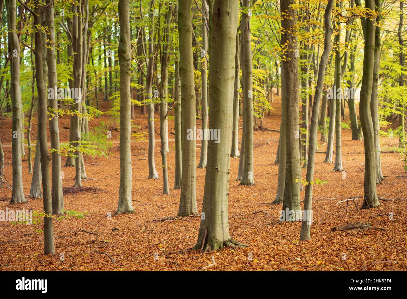 Beech wood at North Yorkshire village, Nawton in Ryedale, Yorkshire, England, United Kingdom, Europe Stock Photo