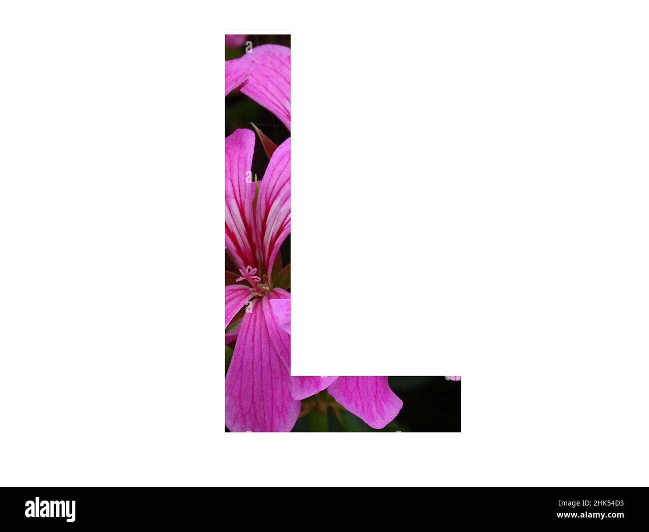 Letter L of the alphabet made with a pink flower of pelargonium, isolated on a white background Stock Photo