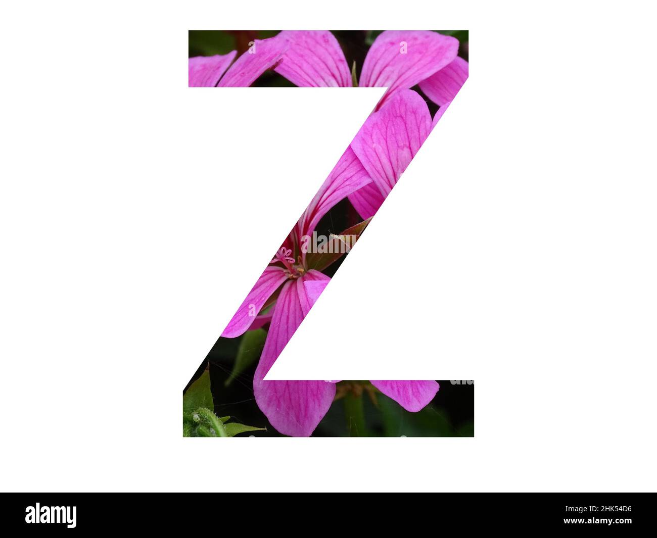 Letter z of the alphabet made with a pink flower of pelargonium, isolated on a white background Stock Photo