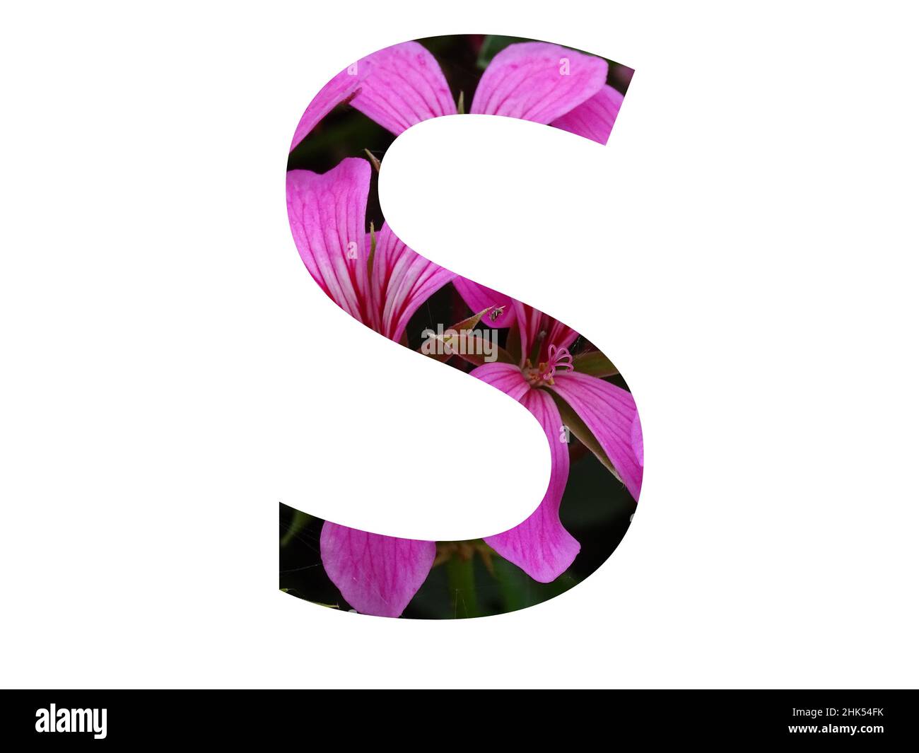 Letter S of the alphabet made with a pink flower of pelargonium, isolated on a white background Stock Photo