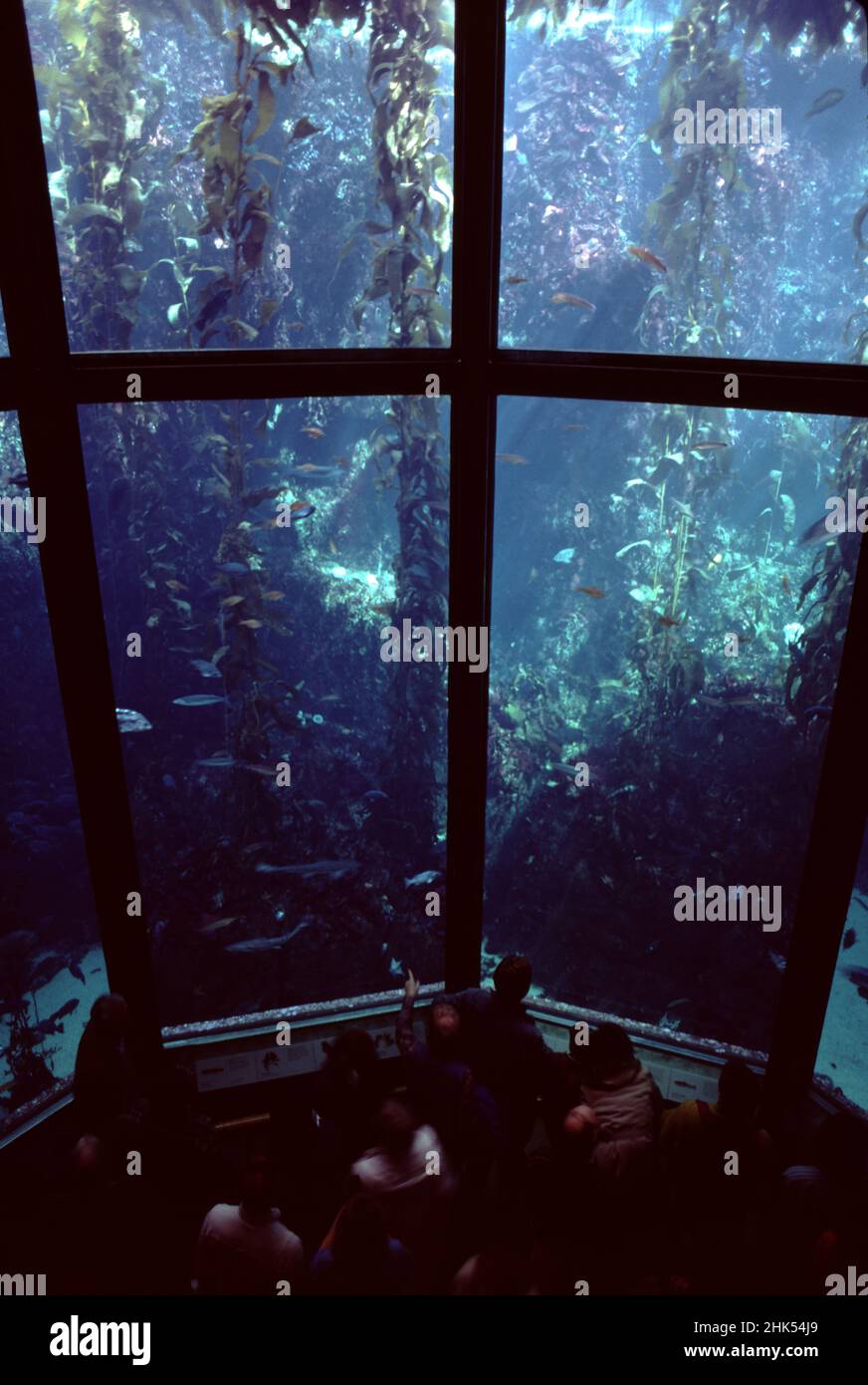 Monterey, CA. U.S.A. Aug. 1986. Monterey Bay Aquarium. Founded by David