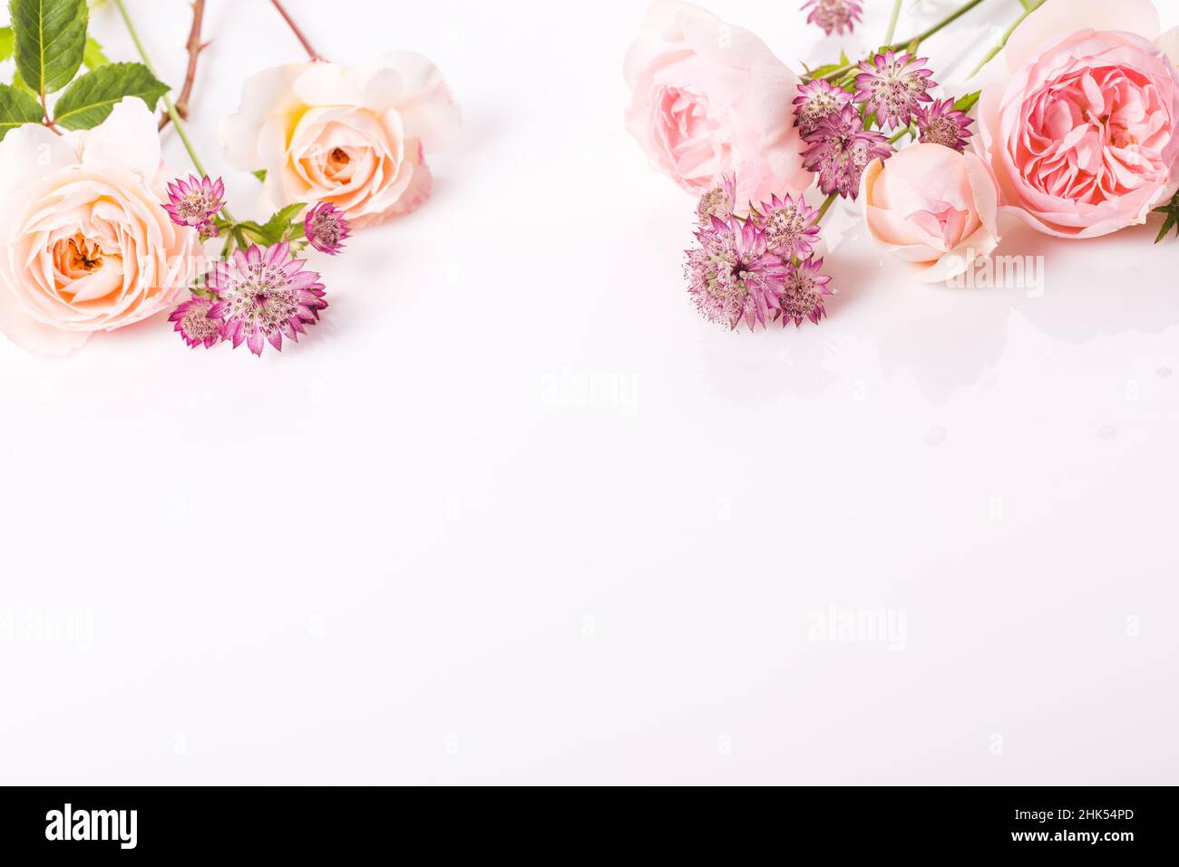 Festive pink flower rose frame on the white background. Stock Photo