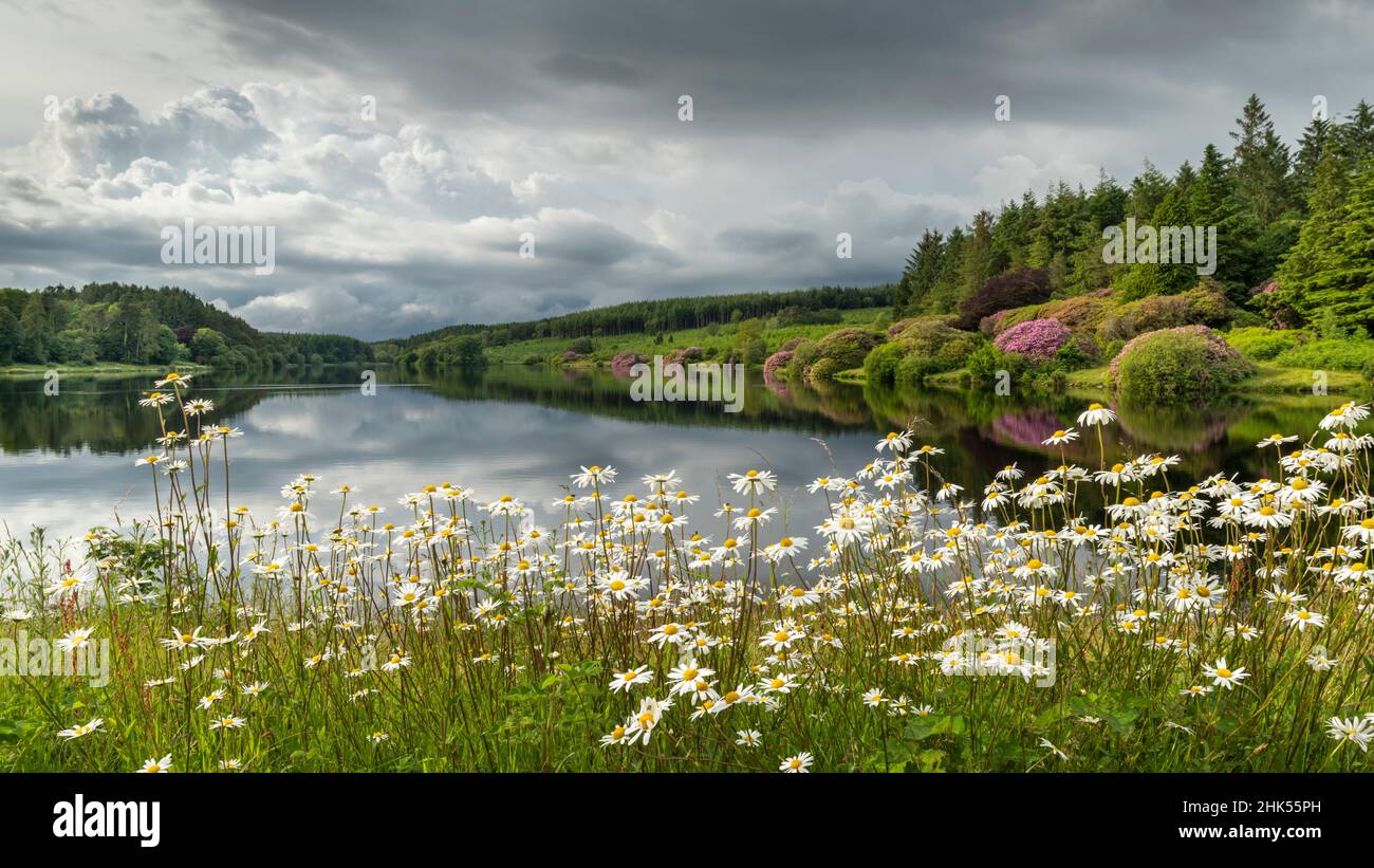 Wildflower daisies on the banks of Kennick Reservoir in Dartmoor National Park in summer, Devon, England, United Kingdom, Europe Stock Photo