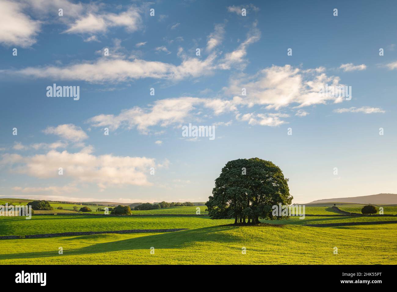 Small copse of trees near the village of Airton in the Yorkshire Dales National Park, North Yorkshire, England, United Kingdom, Europe Stock Photo