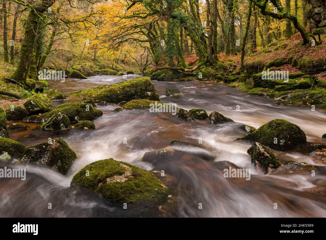 Rivecor Plm The rocky River Plym running through an autumnal Cadworthy Wood ...