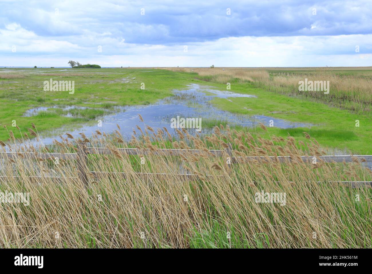 Boggy meadows in Beka Nature Reserve Stock Photo