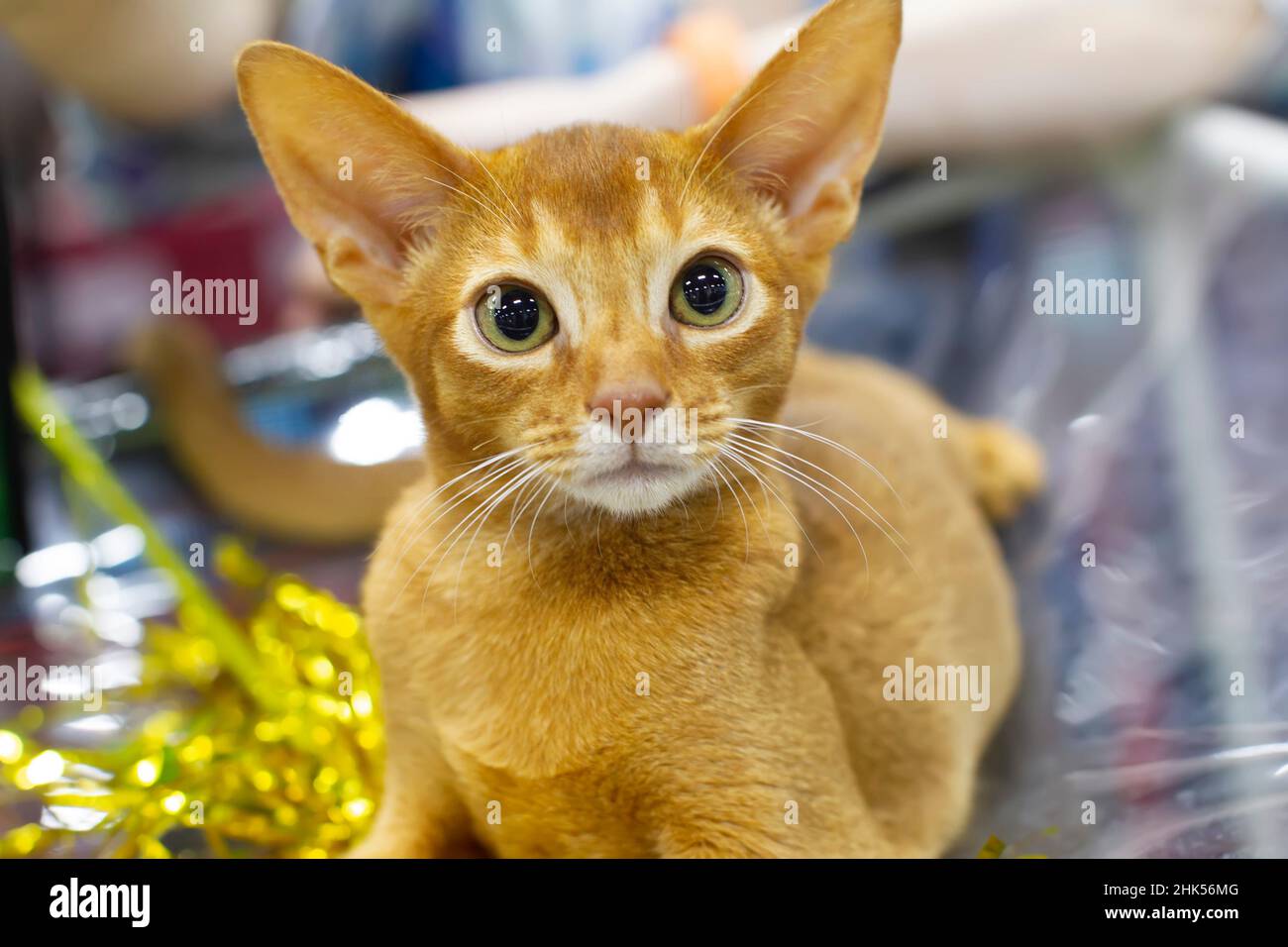 Funny ginger kitten with big ears and green eyes at the cat show Stock