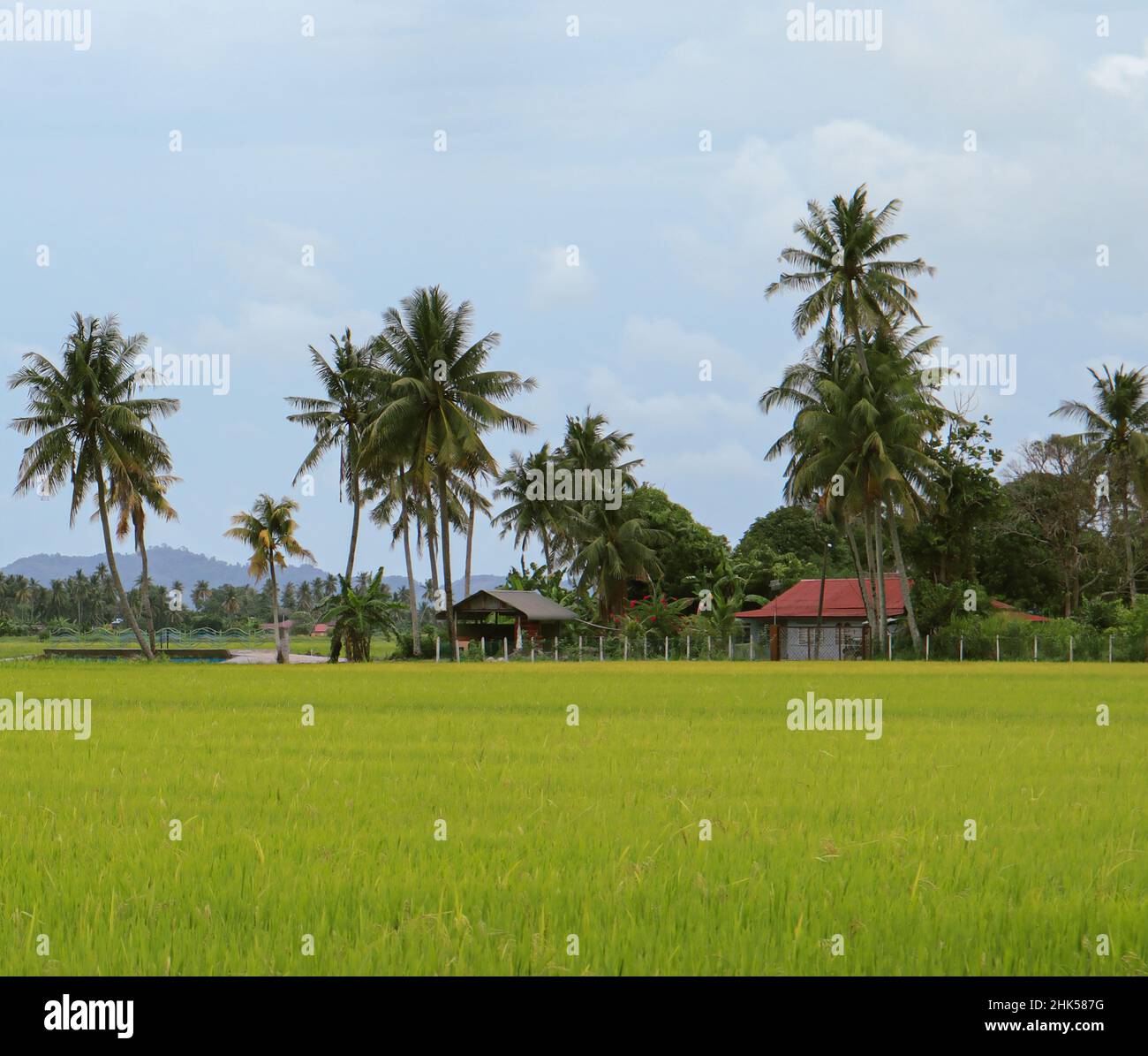 Kampung Agong Pulau Pinang Stock Photo Alamy