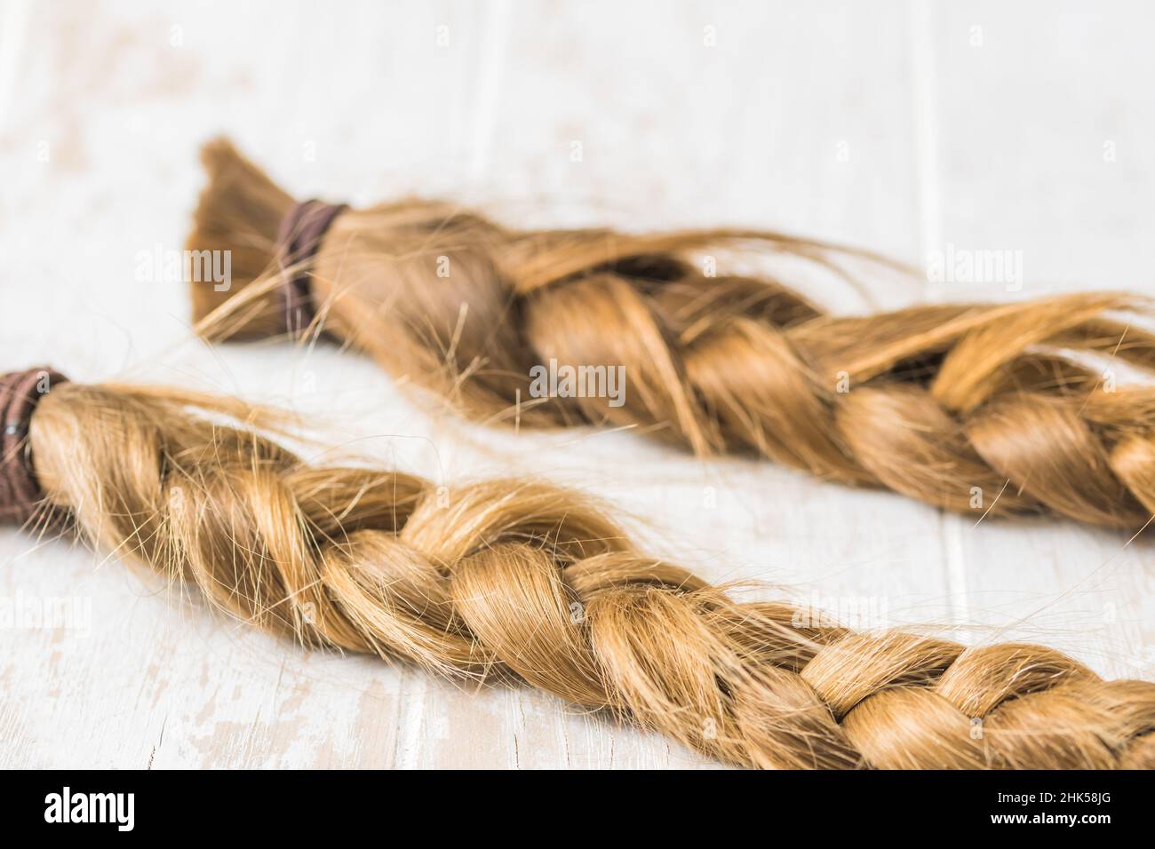 Two braids on a white background, cut for wig donation Stock Photo