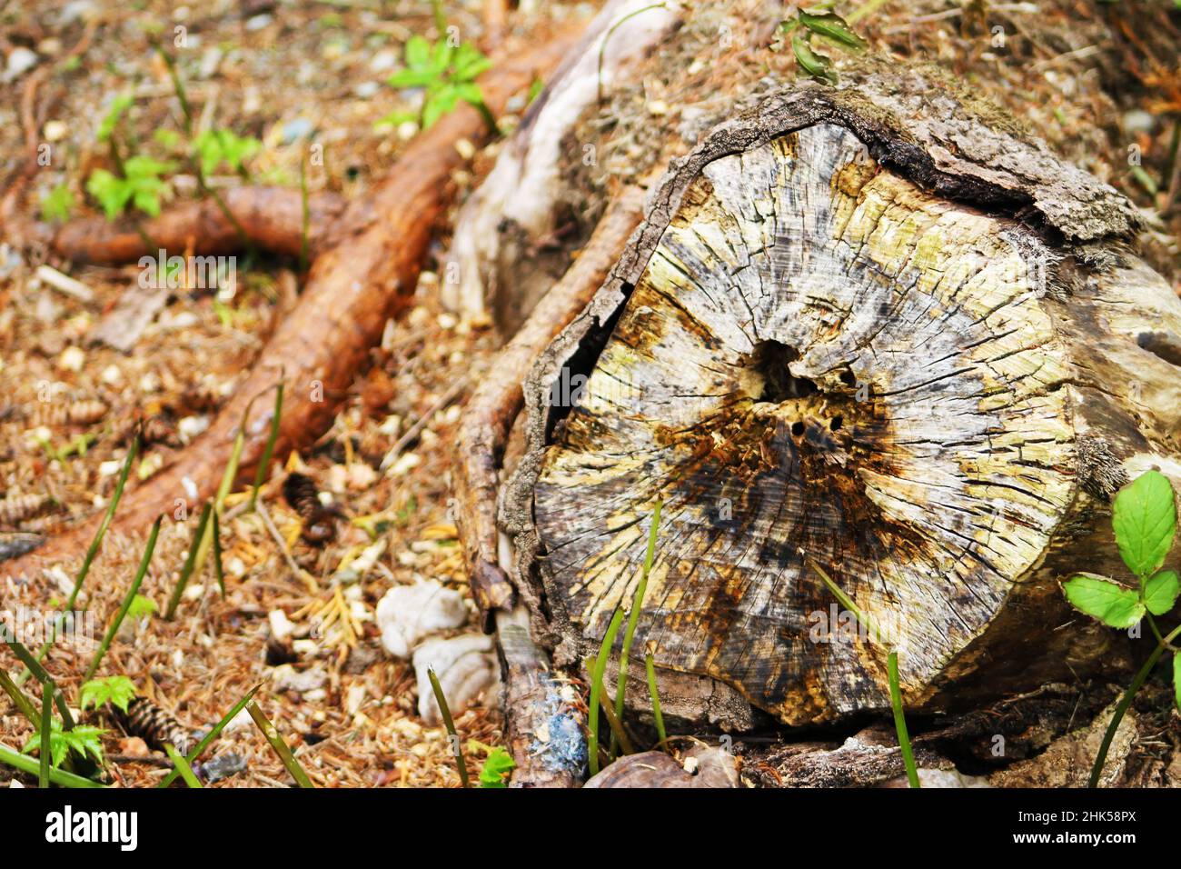 An old tree stump, autumn Stock Photo