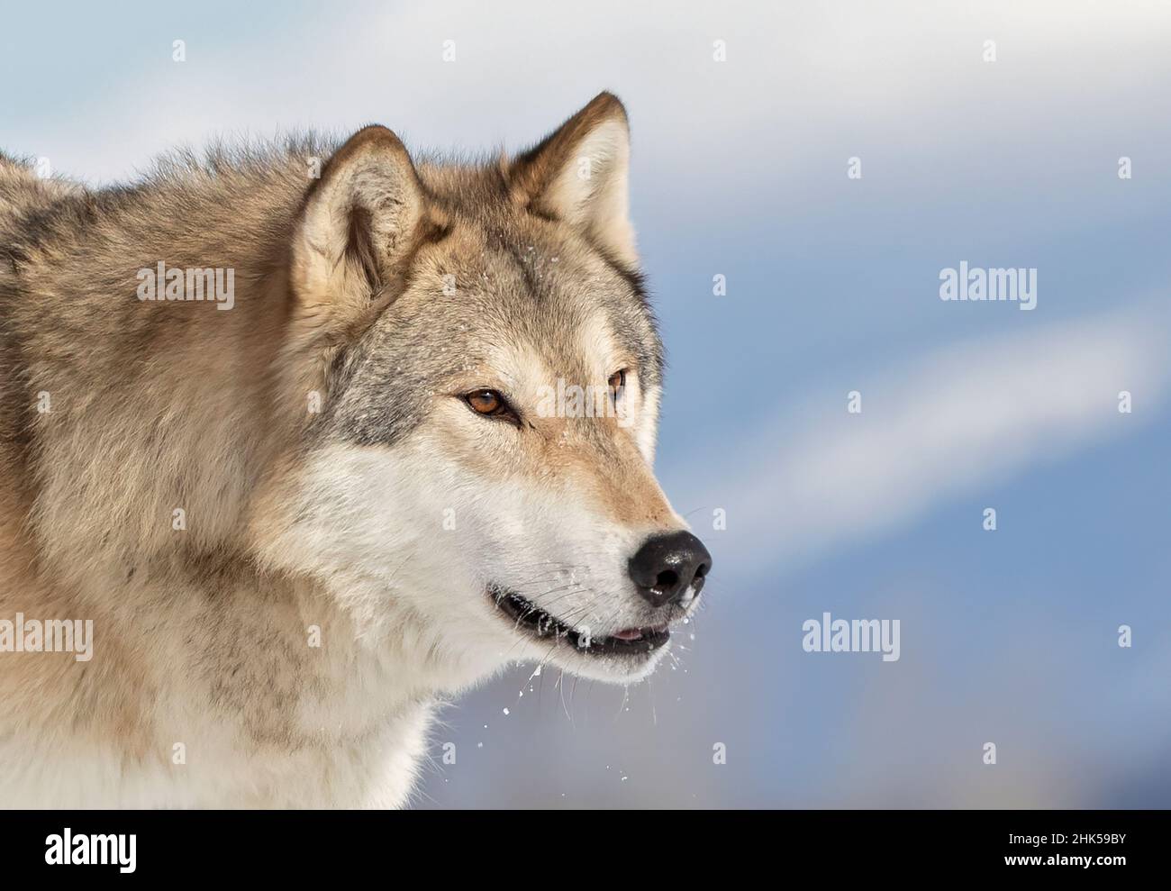 Tundra Wolf (Canis lupus albus) closeup in the winter snow with the mountains in the background Stock Photo