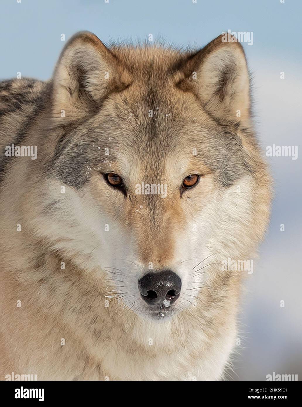 Tundra Wolf (Canis lupus albus) closeup in the winter snow with the mountains in the background Stock Photo