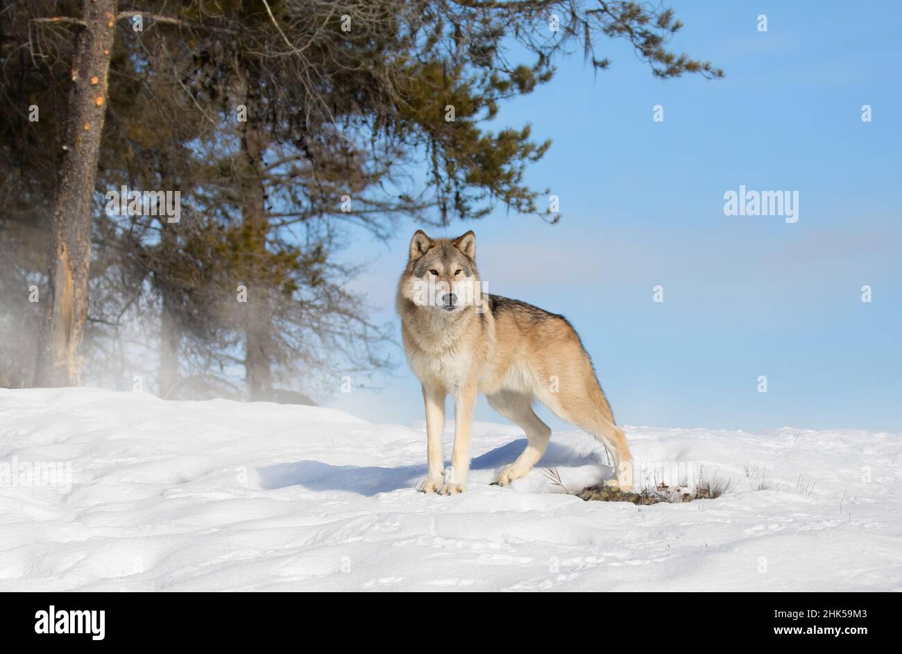 Tundra Wolf (Canis lupus albus) standing in the winter snow with the mountains in the background Stock Photo