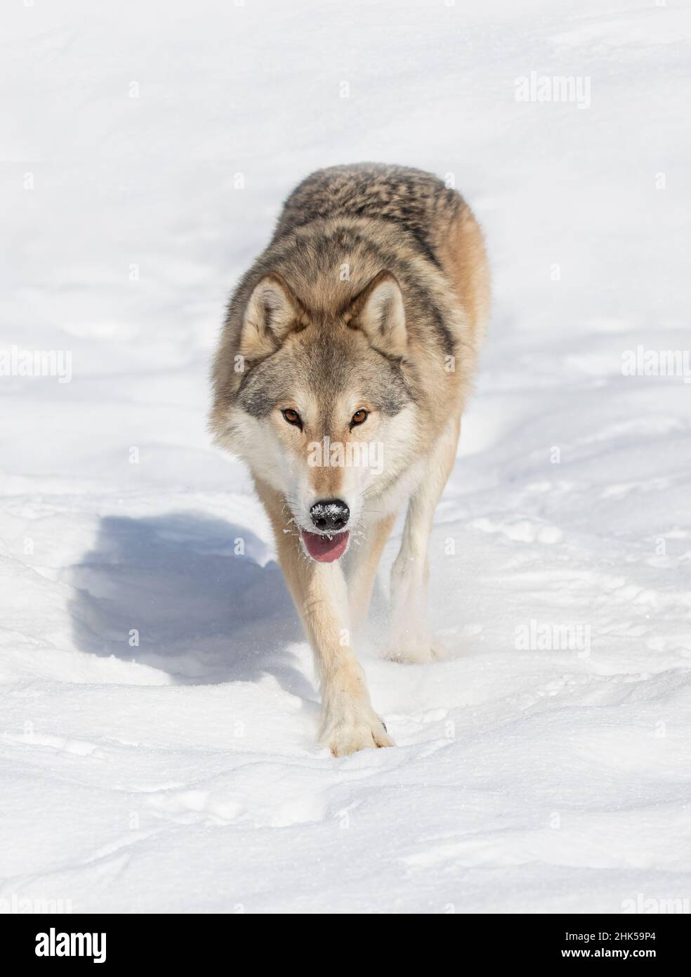 Tundra Wolf (Canis lupus albus) walking in the winter snow with the mountains in the background Stock Photo