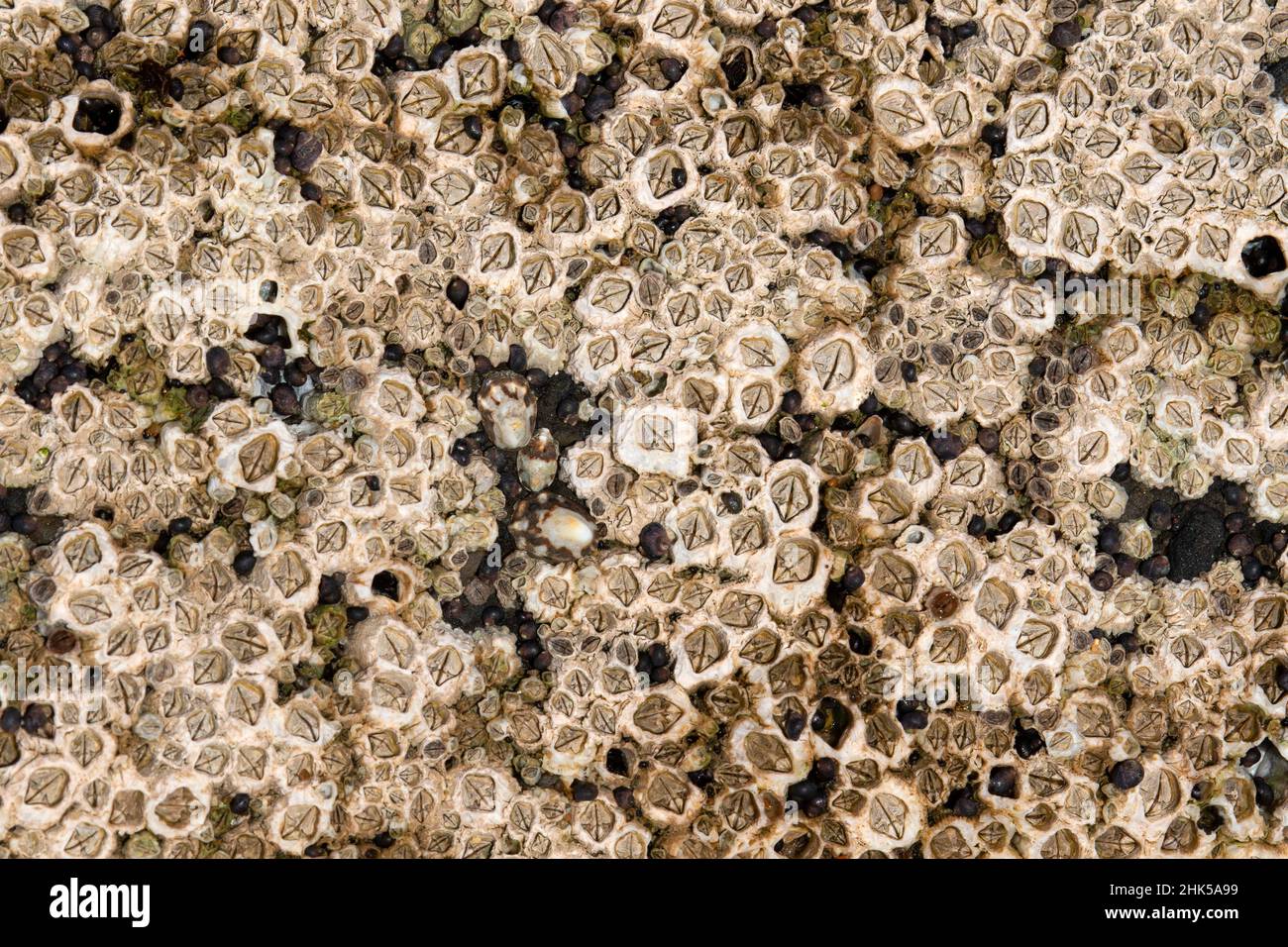 Acorn barnacles, Fogarty Creek State Park, Lincoln City, Oregon Stock Photo