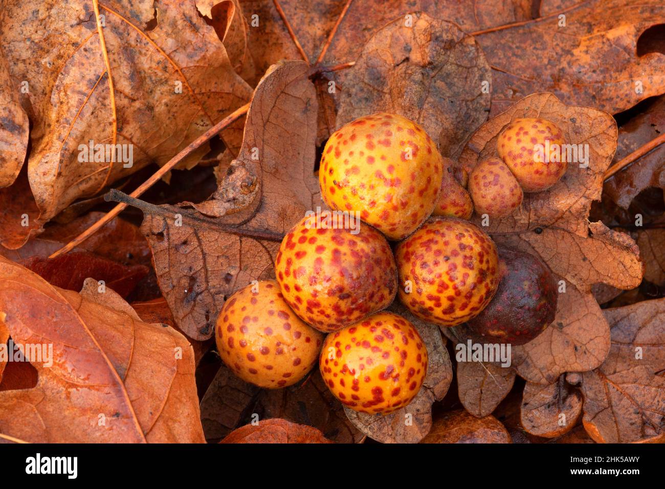 Oregon oak (Quercus garryana) leaf galls, Washburne Butte Viewpoint, Brownsville, Oregon Stock Photo