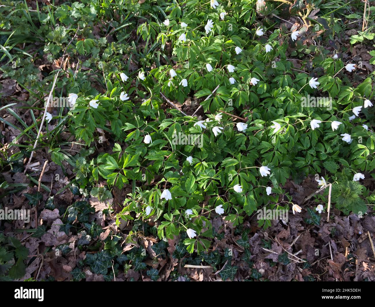 Wood anemones growing in dappled shade on the woodland floor in spring with young, stinging nettles and young ivy leaves. Stock Photo