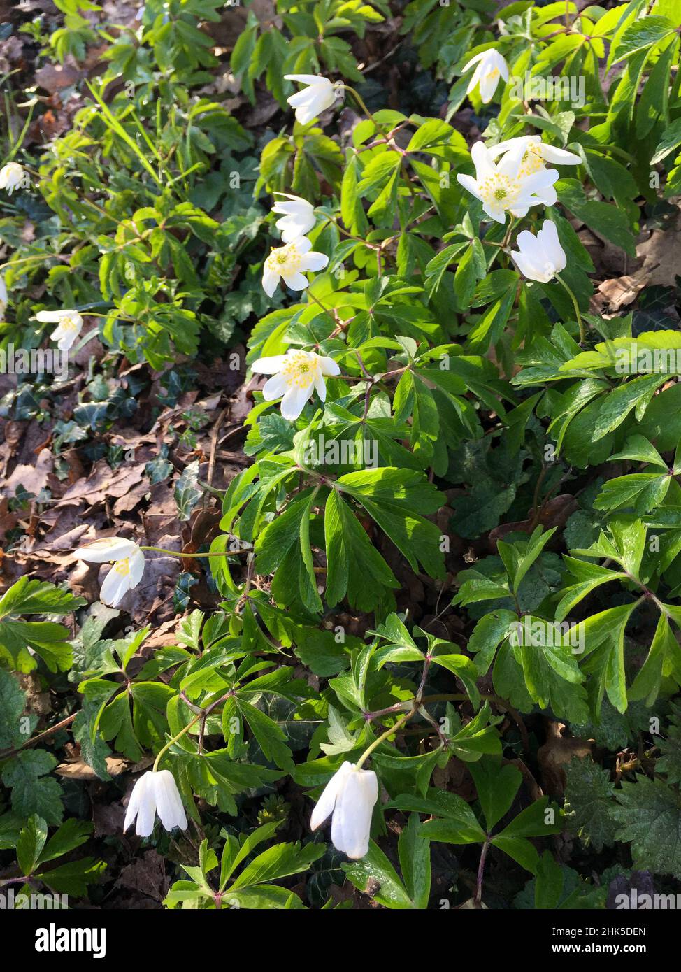 Wood anemones growing in dappled shade on the woodland floor in spring with young, stinging nettles and young ivy leaves. Stock Photo