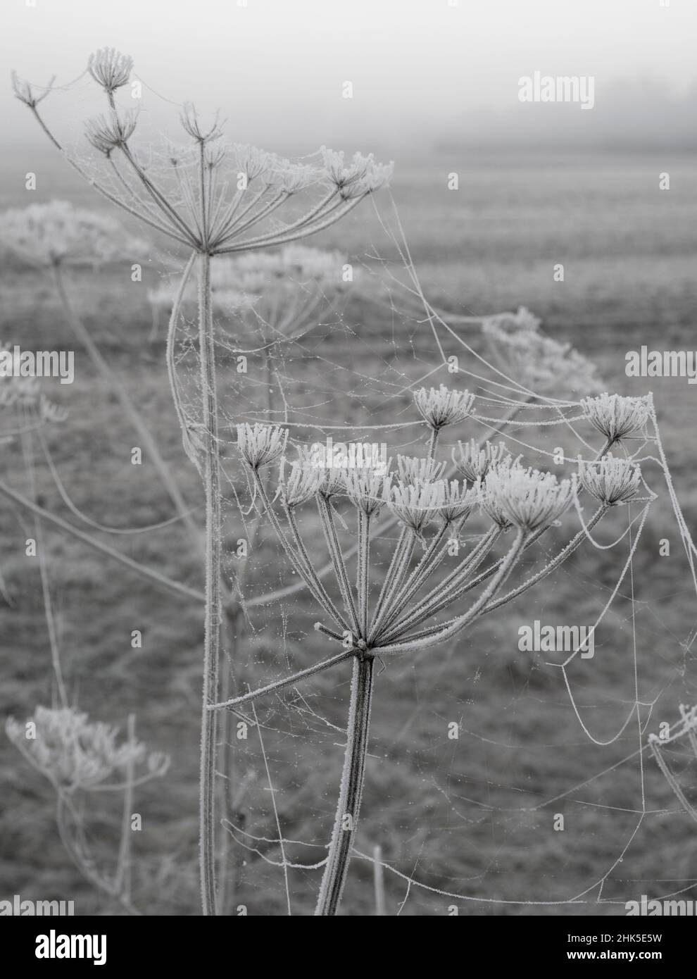 Anthriscus sylvestris, known as cow parsley is a herbaceous biennial or shortlived perennial