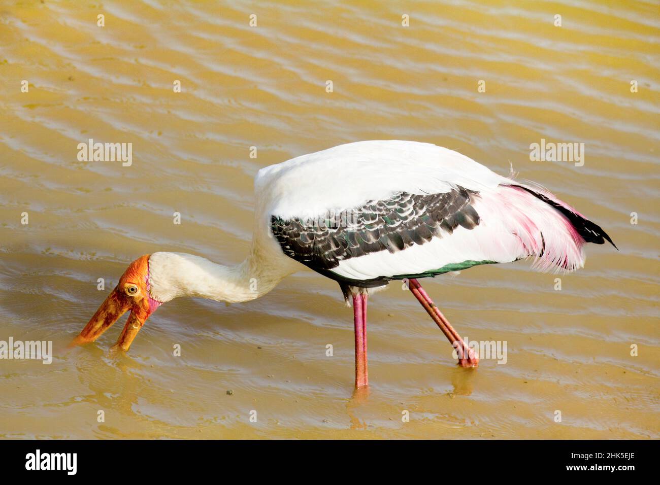 Yala National Park is a large wildlife reserve in southeast Sri Lanka, lagoons bordering the Indian Ocean. It includes a wide variety of ecosystems in Stock Photo