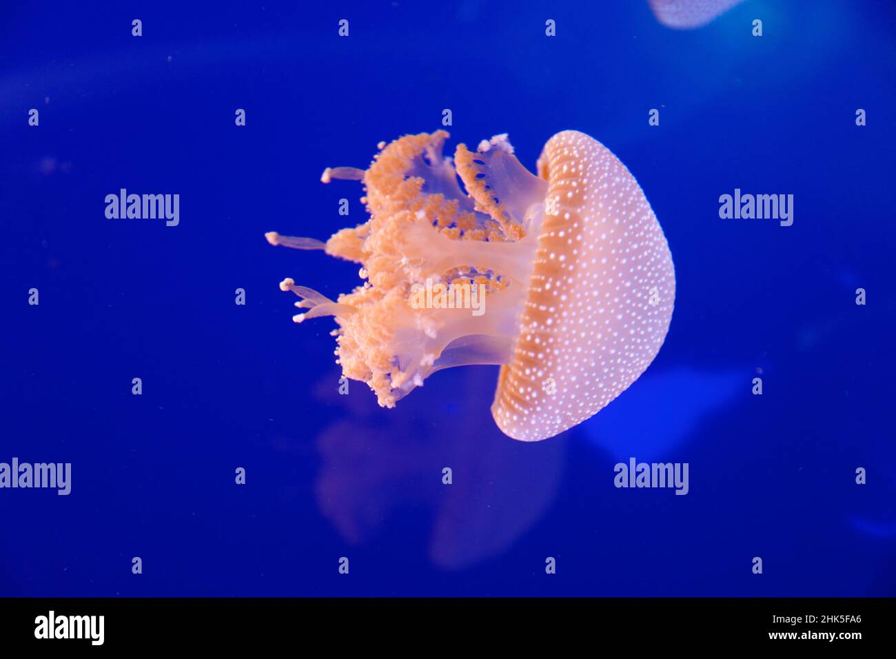 White spotted jellyfish in Langkawi, Malalysia Stock Photo