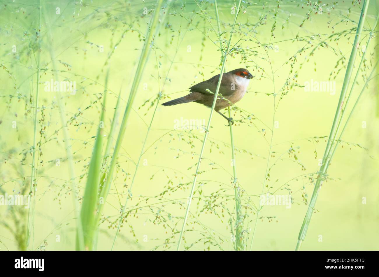 Dreamy photo of a Common Waxbill bird, Estrilda astrild, perching in a field surrounded by a background of soft tall grass with seeds Stock Photo