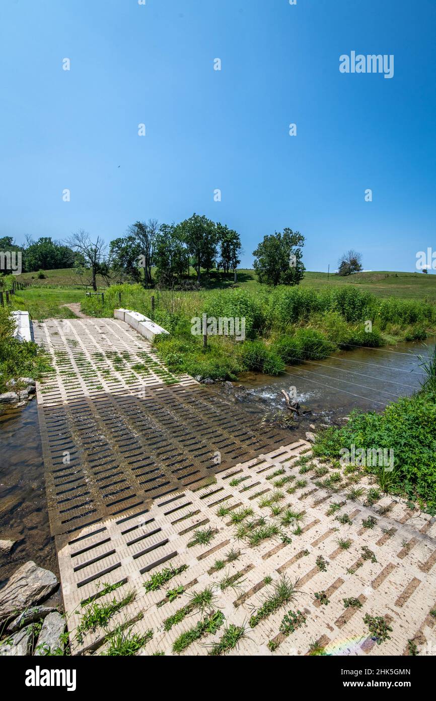 Cattle concrete stream crossing Stock Photo Alamy