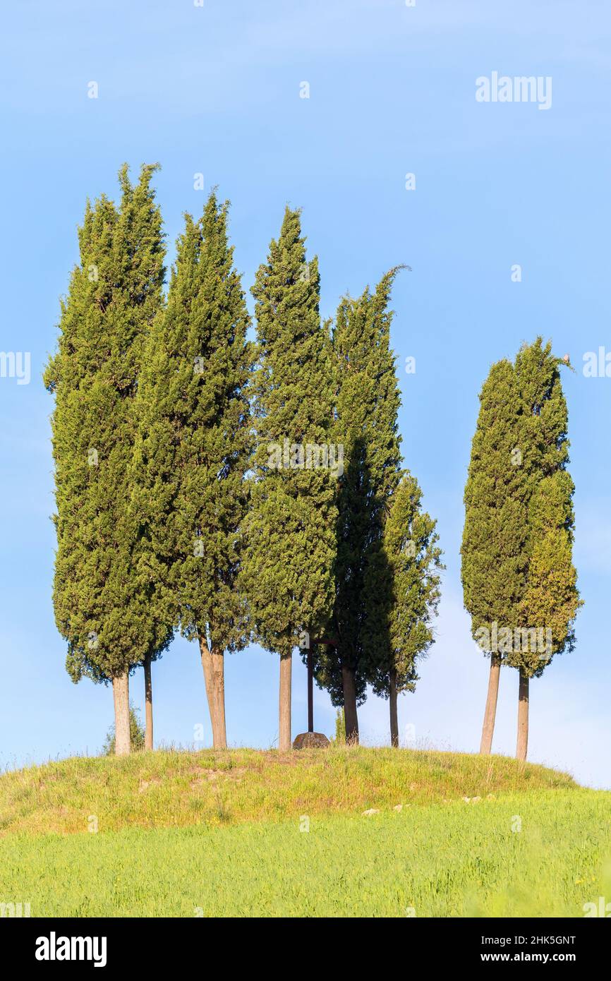 Group of cypress trees hi-res stock photography and images - Alamy