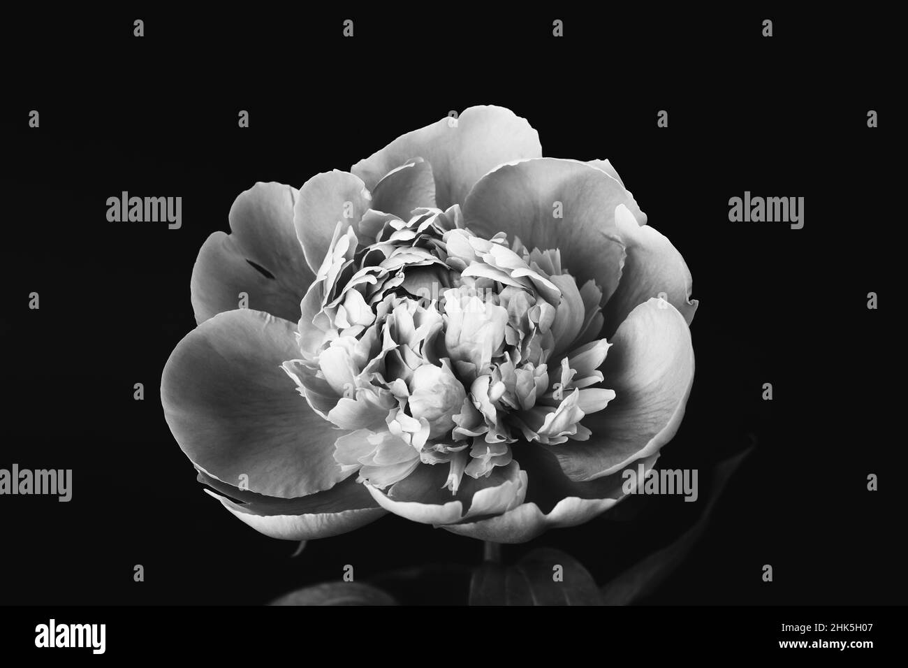 Beautiful lush peony closeup. Black and white photo. Floral card, poster design Stock Photo