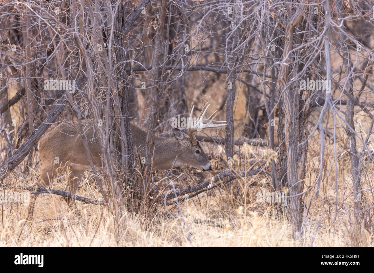 Whitetail Deer Buck in Rut in Colorado in Autumn Stock Photo - Alamy
