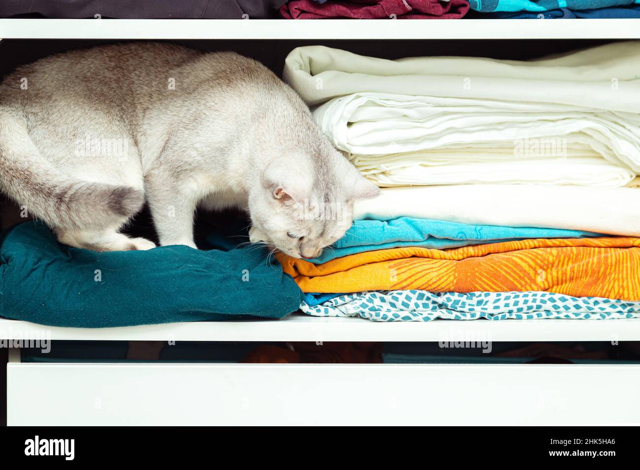British silver cat is hiding in a closet. Unusual shelter, cat habits