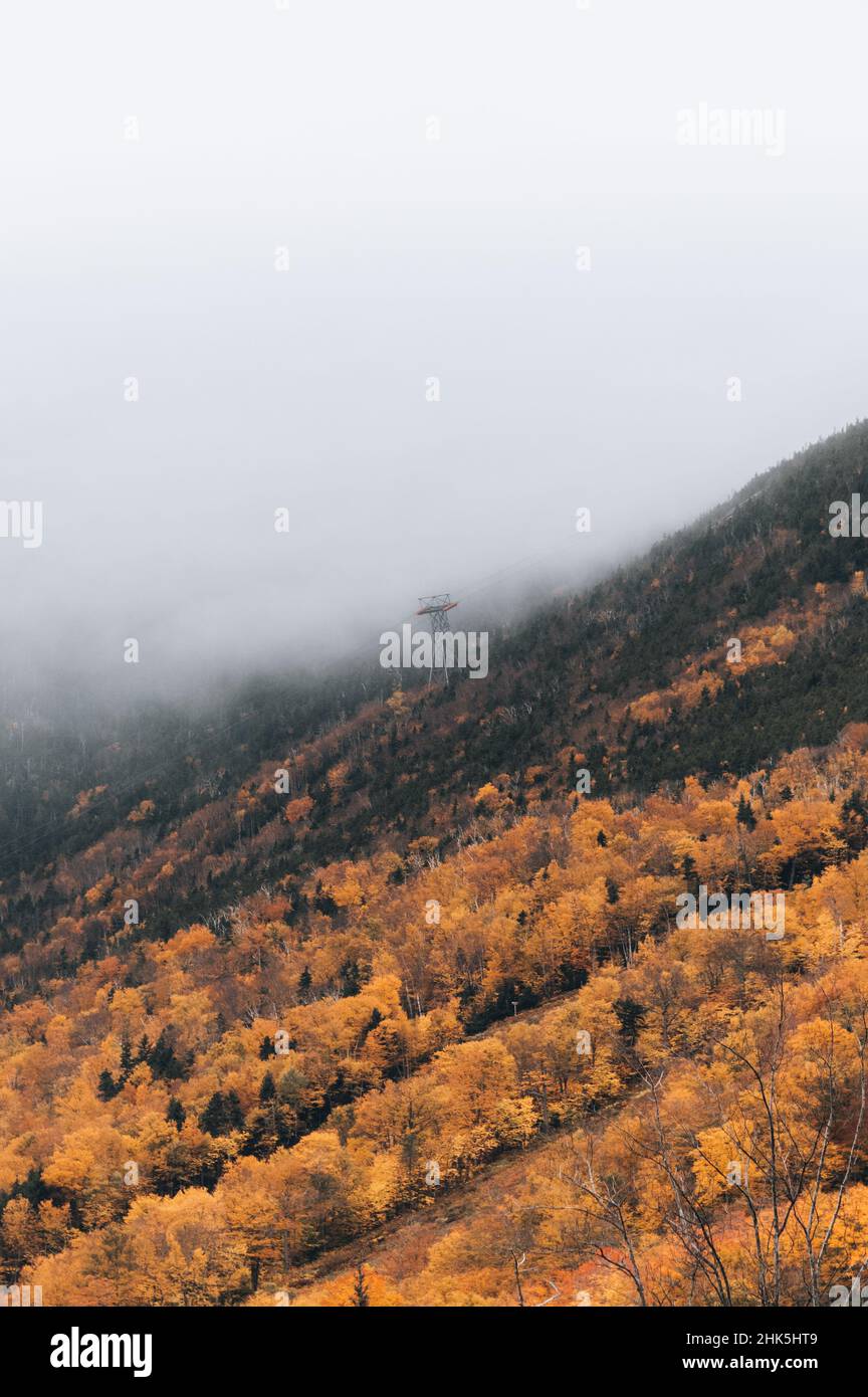 Autumn trees on mountains on a foggy day Stock Photo - Alamy