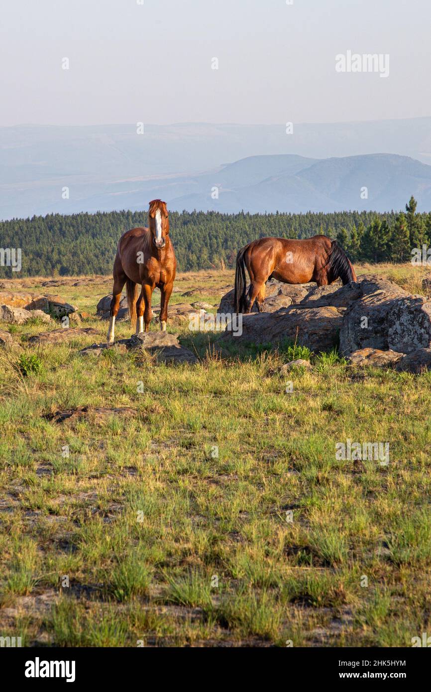 Wild horses in Kaapschehoop, in Mpumalanga province of South Africa. Stock Photo
