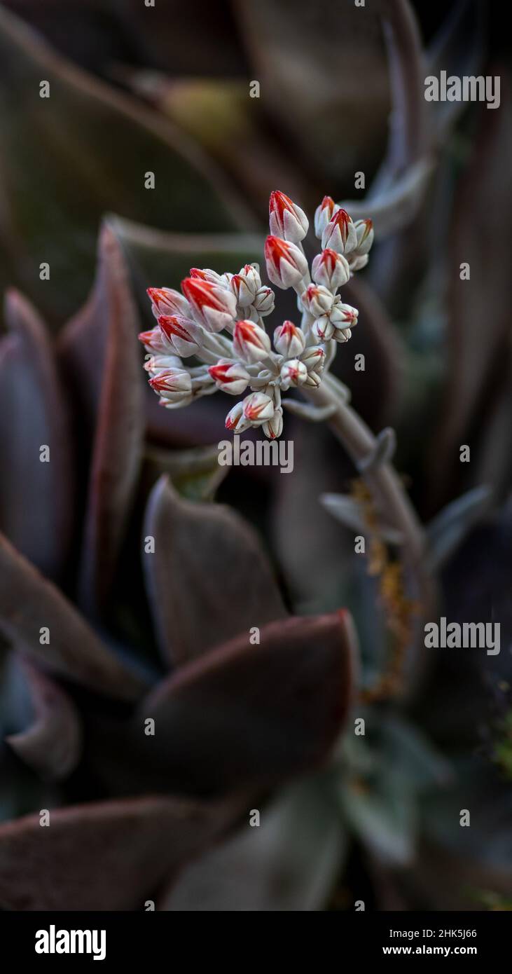 Canyon Live-forever, Dudleya cymosa, close-up of flowers  viewed from the side. This plant is a succulent also known as Hens and chicks Stock Photo