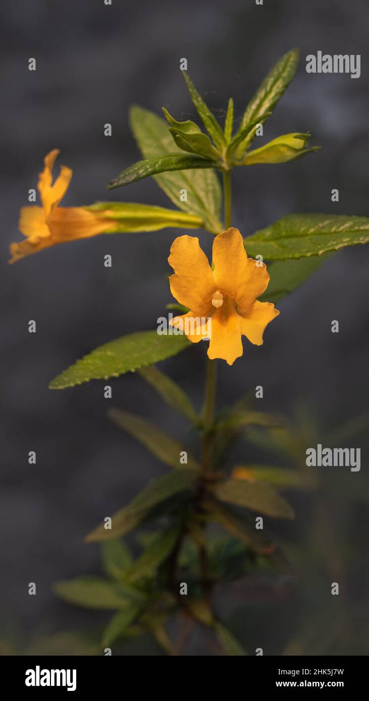 Sticky monkey-flower, Mimulus aurantiacus, wild flower at the Stebbins Cold Canyon, California, USA, against grey background Stock Photo