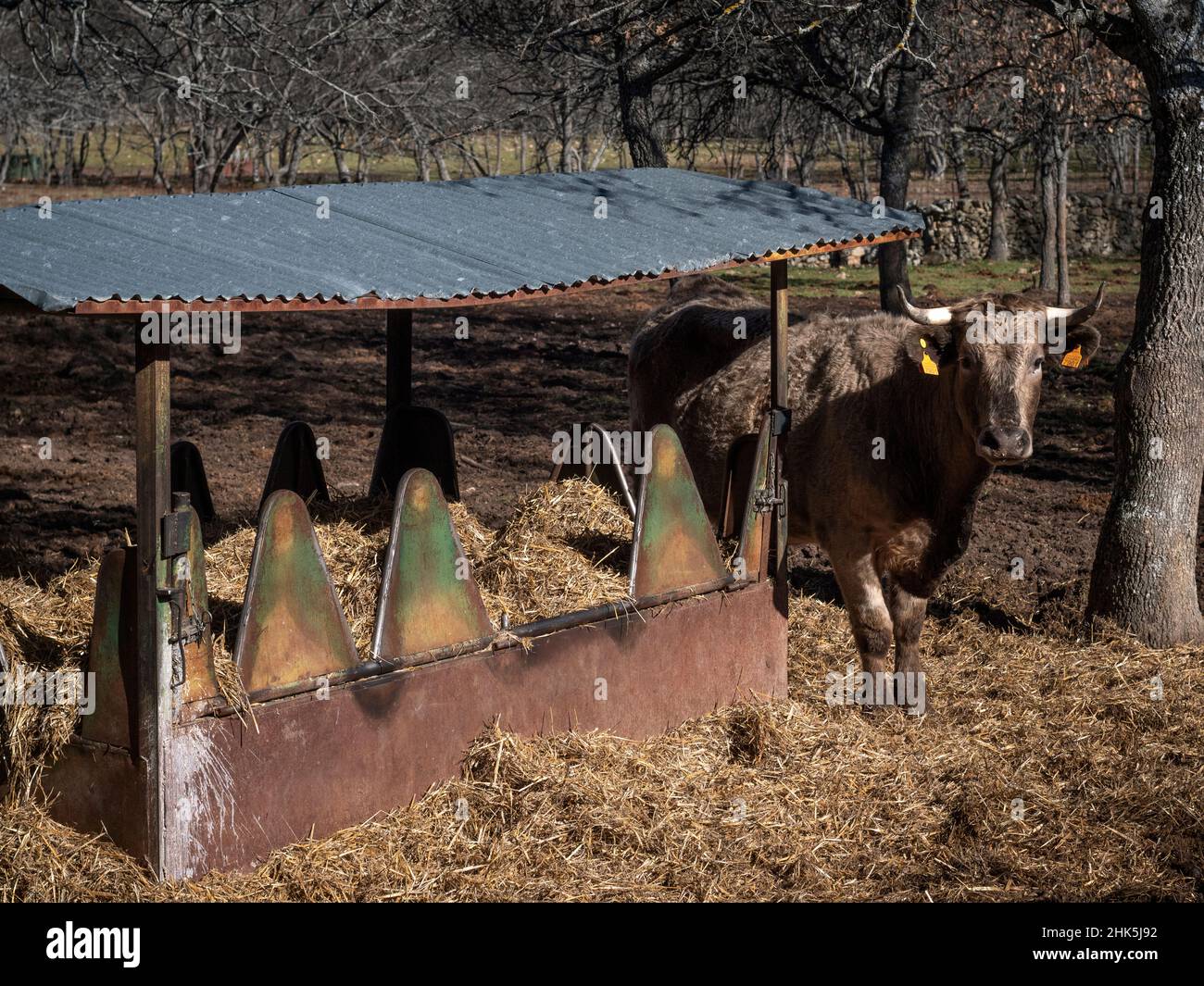 Meat cow lokking at camera from a metallic hay feeder. Stock Photo