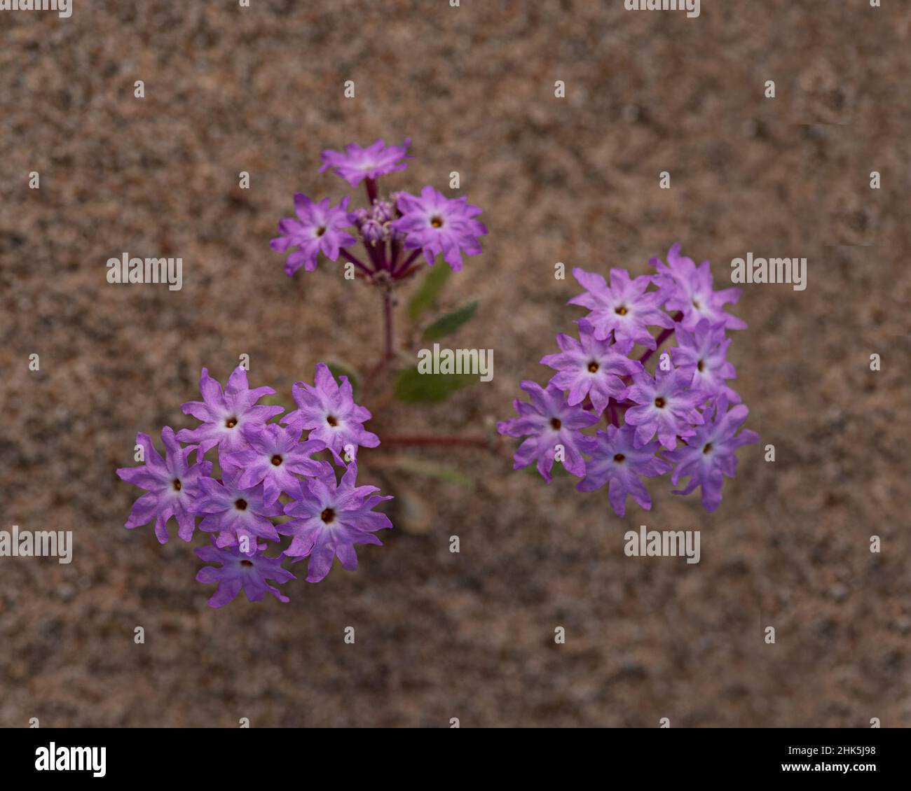 Pink Sand Verbena (Abronia umbellata) in the southern Desert of California, viewed from above Stock Photo
