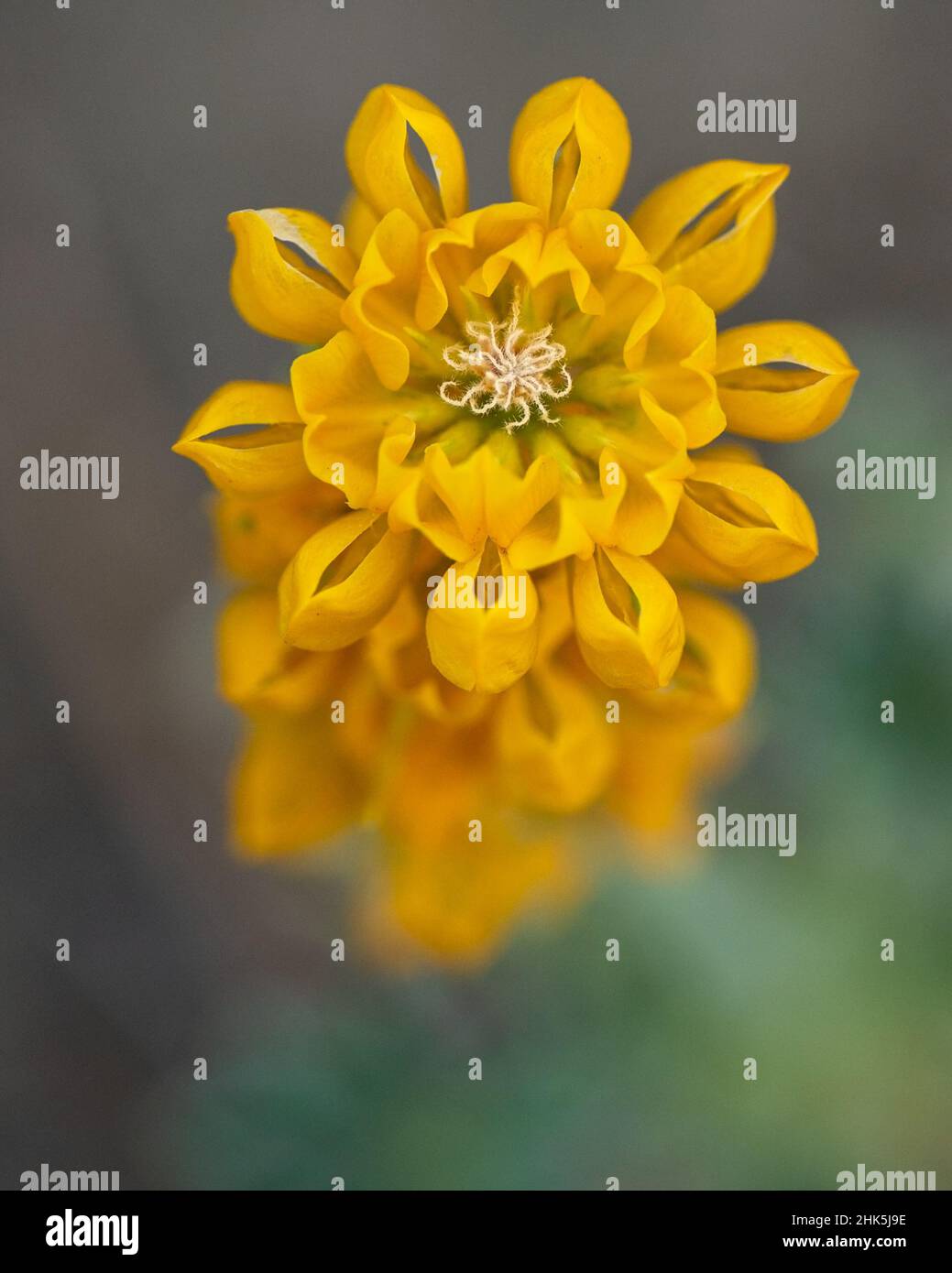 Top view of yellow Lupinus flower highlighting the radial arrangement