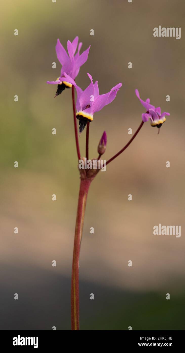 Pink shooting stars in nature in California, three pink wildflowers against smooth bokeh background, genus Dodecatheon Stock Photo