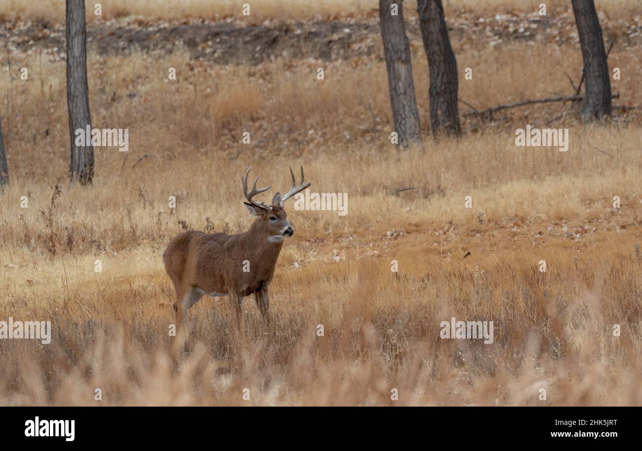 Whitetail Deer Buck in Rut in Colorado in Autumn Stock Photo - Alamy