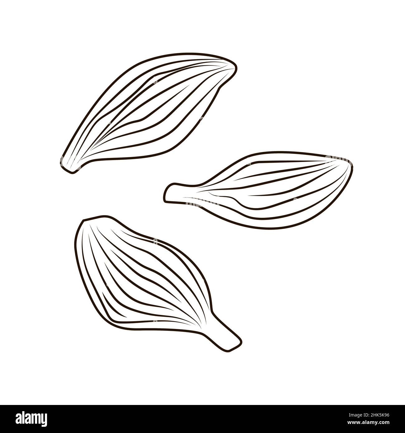 Cardamon in engraved style isolated on white background. Vintage sketch ...